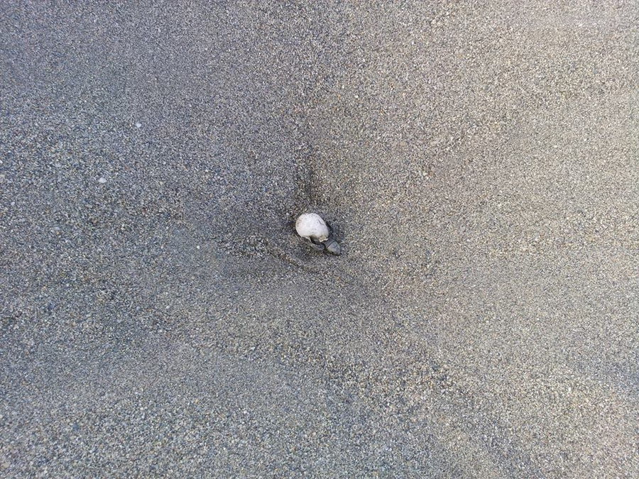  Kornjače CarettaCaretta 